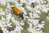 Stictoleptura fulva